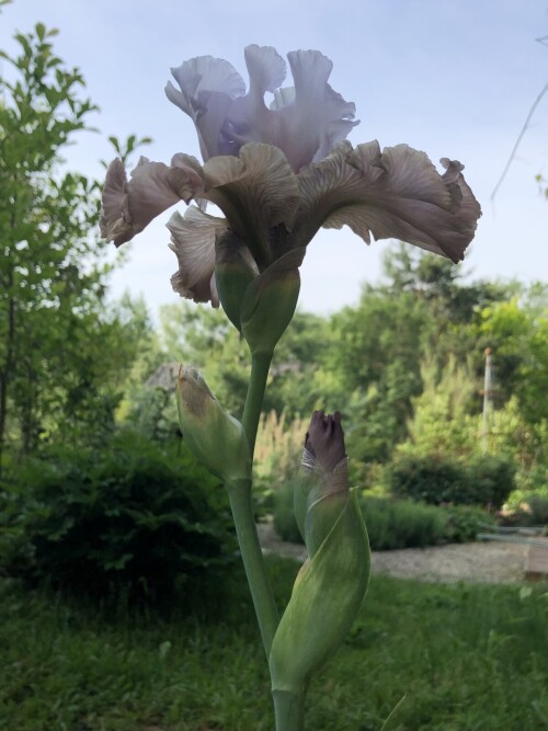 IMG 0532