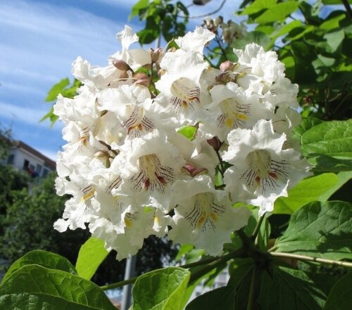 Catalpa2-01U299f0a7f6ca0ec7b.jpg