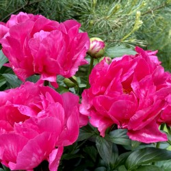 IMG_897329f6c3a366eb2537
