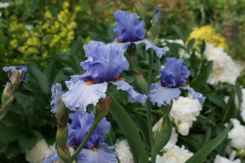 SONY DSC