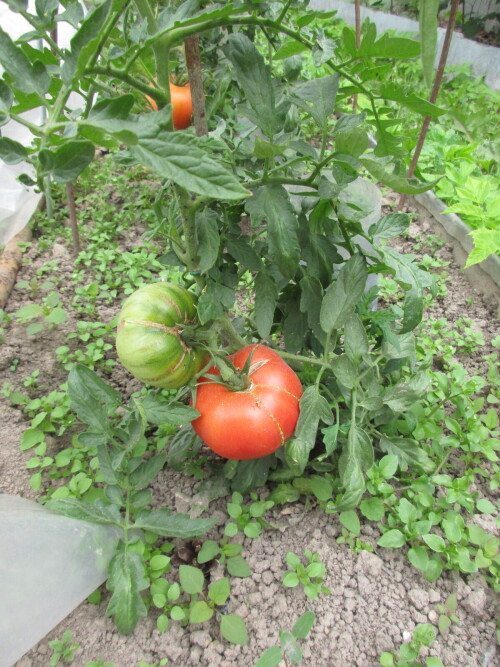 IMG 4798