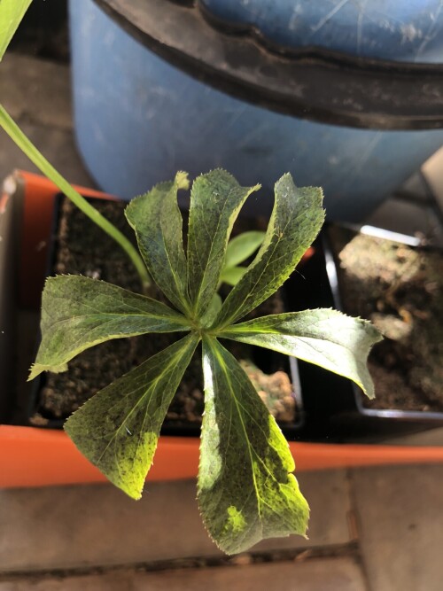  Double Ellen Pink Spotted   (?)
