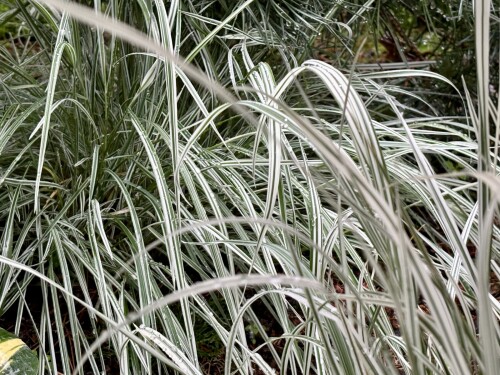 Arrhenatherum bulbosum Variegatum