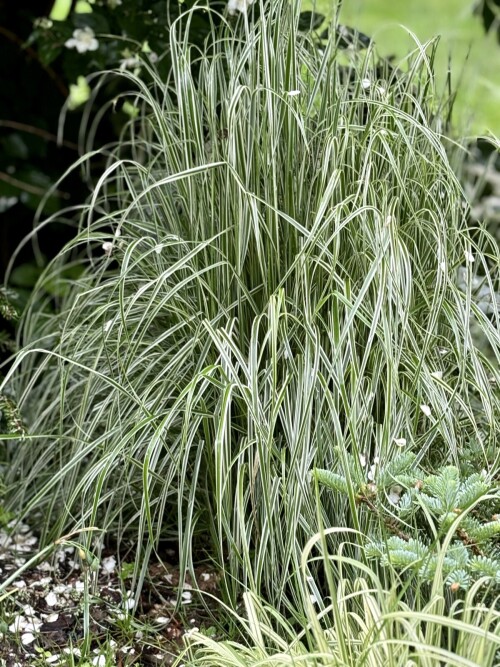 Calamagrostis acutiflora Overdam