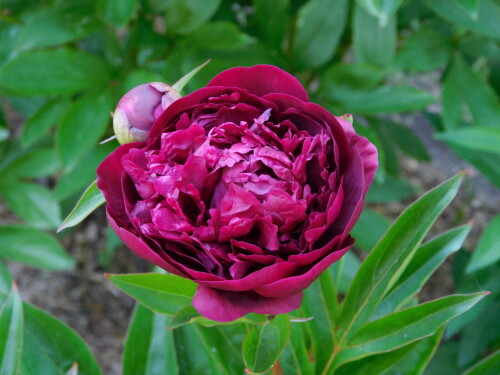 DSCN392095c6dff85d7d7dfd.jpg