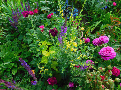 05.06 Linaria