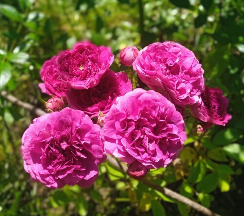 pink-purple-mini-3-jul752cde214b14aacb.jpg