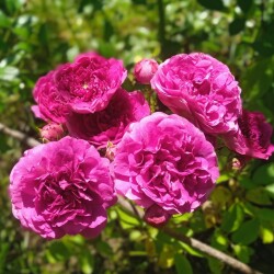 pink-purple-mini-3-jul752cde214b14aacb