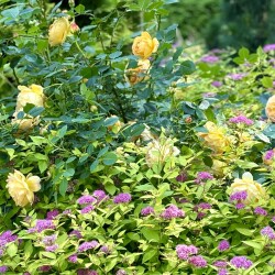 IMG_9748308d81f8194ab265