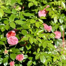IMG_9756fe030e8ec988078e
