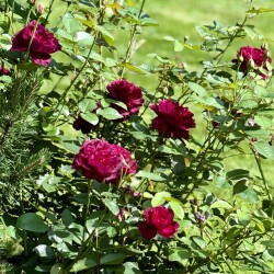 IMG_9761622af686ade9eeba