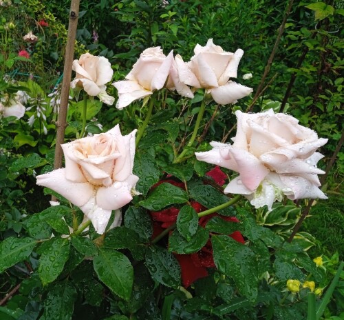 creme777c9ff7d5215015.jpg