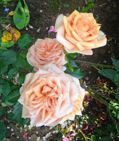 Maasland gold 17 jul