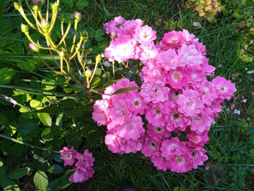 Orleans-Rose4e9f22299a0cf142.jpg