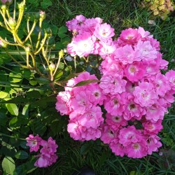 Orleans-Rose4e9f22299a0cf142
