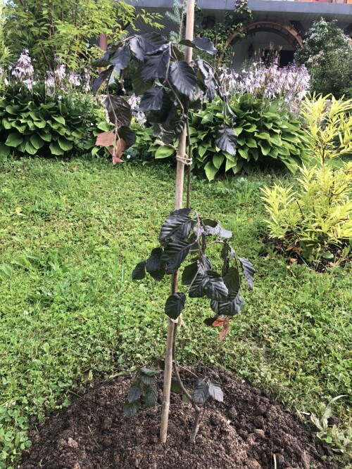  Purpurea Pendula