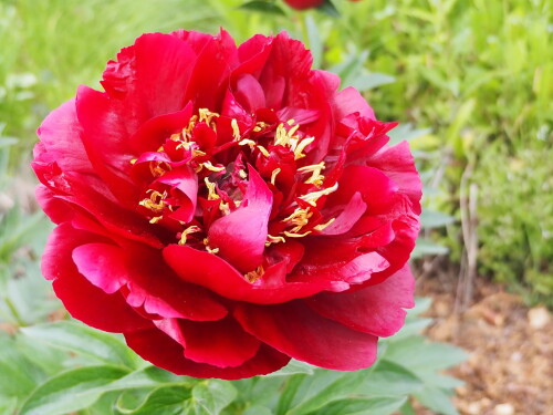 buckeye-Belle1a8a5793a86c9a74a.jpg