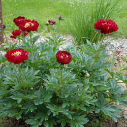 buckeye-Belle75d13063e368666e