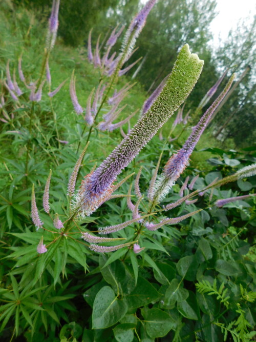 DSCN1190