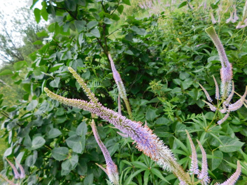 DSCN1191
