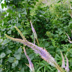 DSCN1191b258c181d9141dee