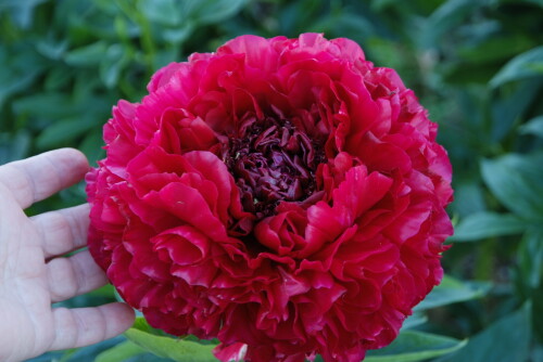 Henry-Bockstoce6adf35be1ee47663.jpg