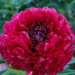 Henry-Bockstoce6adf35be1ee47663