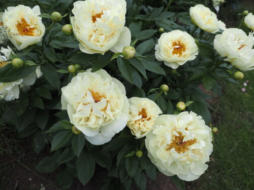 Lemon-Chiffon-15f40ab9f9e5758c8.jpg