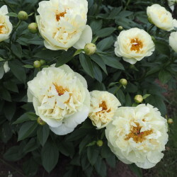 Lemon-Chiffon-15f40ab9f9e5758c8