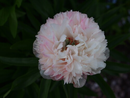 P.-officinalis-Alba-Plena-Old-Double-White1991d8637e9564add.jpg