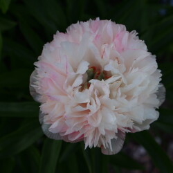 P.-officinalis-Alba-Plena-Old-Double-White1991d8637e9564add