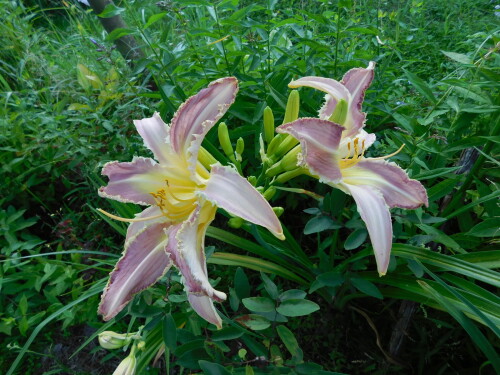 DSCN1226