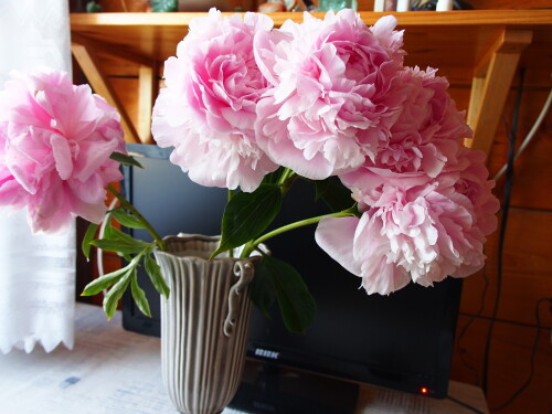 PINK-GIANT-5f26cc44fff02459c.jpg