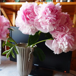 PINK-GIANT-5f26cc44fff02459c