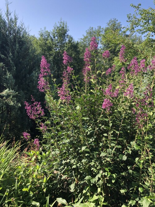  Bloomerang