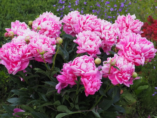 PRINTESS-MARGARET11-2f33d34b3636d1d73.jpg