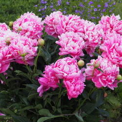 PRINTESS-MARGARET11-2f33d34b3636d1d73