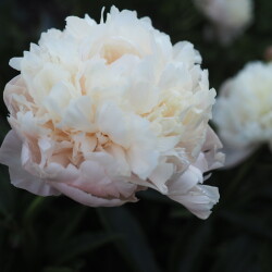 Summer-Glow-21e3746ae9dc061e0