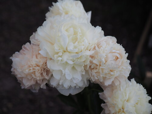 Summer-Glow-6118dfb96520ab8b7.jpg