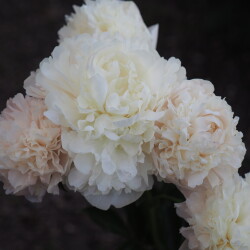 Summer-Glow-6118dfb96520ab8b7