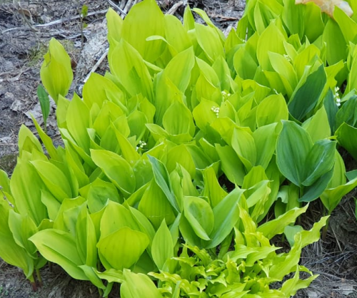 image94f25809535b0db7.png