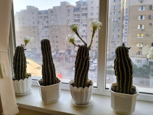 photo 2025 08 07 07 44 51