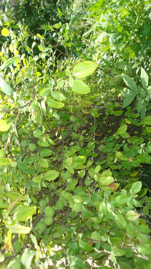 DSC07450956c2aa744bcaada.jpg