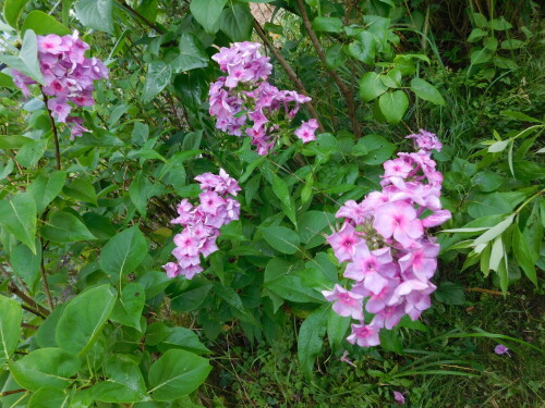DSCN1725