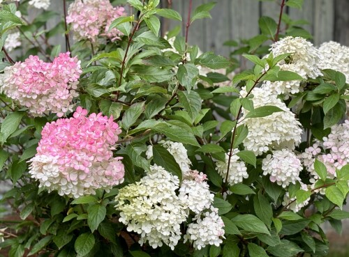 Hydrangea paniculata Vanille fraise