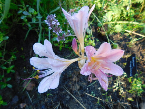 DSCN19484d2db0a8a5c9b748.jpg