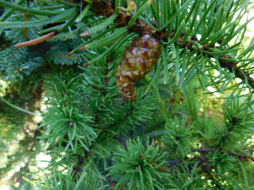 DSCN194404484e6de20acdb0.jpg