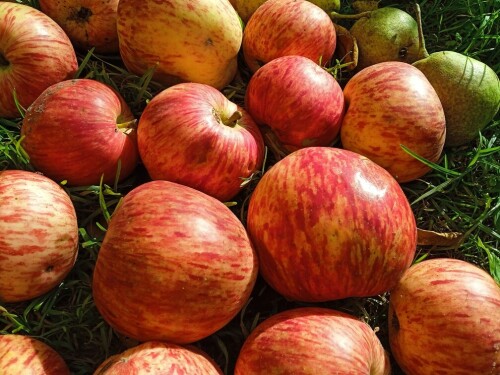 apples-7-SEP-28d24dbad1f2eb0b8.jpg
