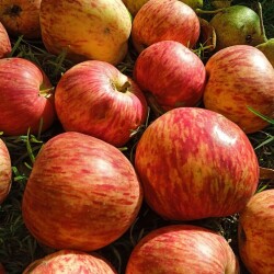 apples-7-SEP-28d24dbad1f2eb0b8