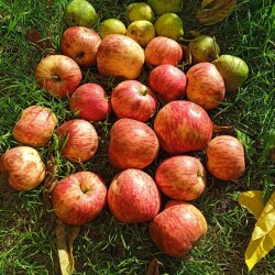 apples-7-sep5ec619ced9dd5b5f